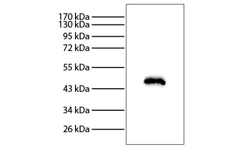 Proteins derived from outer membrane vesicles of patients with kidney stones were resolved by electrophoresis, transferred to PVDF membrane, and probed with anti-EF-Tu followed by Rabbit Anti-Mouse IgG(H+L)-HRP (SB Cat. No. 6170-05) and chemiluminescent detection.<br/>Image from Amimanan P, Tavichakorntrakool R, Fong-ngern K, Sribenjalux P, Lulitanond A, Prasongwatana V, et al. Elongation factor Tu on <i>Escherichia coli</i> isolated from urine of kidney stone patients promotes calcium oxalate crystal growth and aggregation. Sci Rep. 2017;7:2953. Figure 4<br/>Reproduced under the Creative Commons license https://creativecommons.org/licenses/by/4.0/