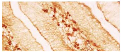 Paraffin embedded chicken jejunum section was stained with Mouse Anti-Chicken IgA-UNLB (SB Cat. No. 8330-01) followed by a biotin conjugated secondary antibody, HRP conjugated streptavidin, and DAB.<br/>Image from Zhang D, Shi W, Zhao Y, Zhong X. Adjuvant effects of Sijunzi decoction in chickens orally vaccinated with attenuated Newcastle-disease vaccine. Afr J Tradit Complement Altern Med. 2012;9:120-30. Figure 1(c)<br/>Reproduced under Creative Commons Attribution CC