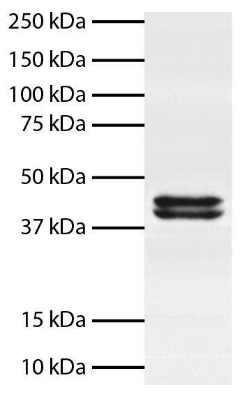 Total cell lysates from Jurkat cells were resolved by electrophoresis, transferred to PVDF membrane, and probed with Mouse Anti-Human Erk1/2-BIOT (SB Cat. No. 12080-08).  Proteins were visualized using Mouse Anti-BIOT-HRP (SB Cat. No. 6404-05) secondary antibody and chemiluminescent detection.
