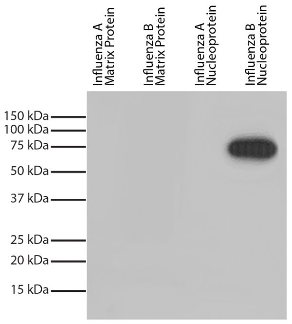 Recombinant influenza proteins were resolved by electrophoresis, transferred to PVDF membrane, and probed with Mouse Anti-Influenza B, Nucleoprotein-HRP (SB Cat. No. 10885-05).  Proteins were visualized with chemiluminescent detection.