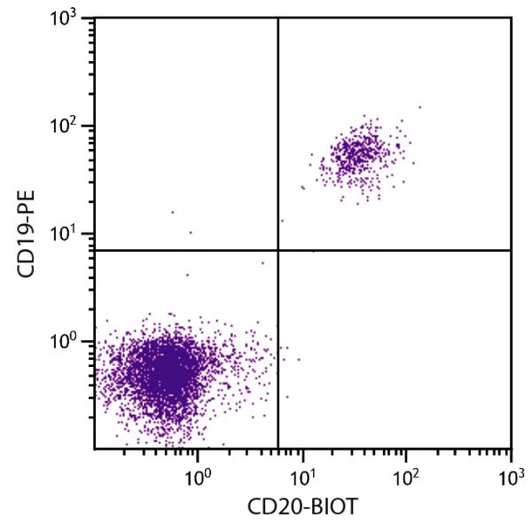 Human peripheral blood lymphocytes were stained with Mouse Anti-Human CD20-BIOT (SB Cat. No. 9350-08) and Mouse Anti-Human CD19-PE (SB Cat. No. 9340-09) followed by Streptavidin-FITC (SB Cat. No. 7100-02).