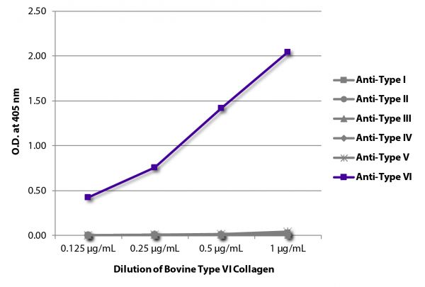 ELISA plate was coated with serially diluted Bovine Type VI Collagen (SB Cat. No. 1300-02). Purified collagen was detected with Goat Anti-Type I Collagen-BIOT (SB Cat. No. 1310-08), Goat Anti-Type II Collagen-BIOT (SB Cat. No. 1320-08), Goat Anti-Type III Collagen-BIOT (SB Cat. No. 1330-08), Goat Anti-Type IV Collagen-BIOT (SB Cat. No. 1340-08), Goat Anti-Type V Collagen-BIOT (SB Cat. No. 1350-08), and Goat Anti-Type VI Collagen-BIOT (SB Cat. No. 1360-08) followed by Streptavidin-HRP (SB Cat. No. 7100-05).