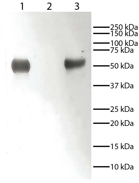 Lane 1 - Rabbit IgG<br/>Lane 2 - Rabbit IgG Light Chains<br/>Lane 3 - Rabbit IgG Heavy Chains<br/>Rabbit immunoglobulins above were resolved by electrophoresis under reducing conditions, transferred to PVDF membrane, and probed with Mouse Anti-Rabbit IgG-HRP (SB Cat. No. 4090-05).  Proteins were visualized using chemiluminescent detection.