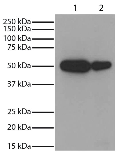 Lane 1 - Jurkat<br/>Lane 2 - NIH 3T3<br/>Total cell lysates were resolved by electrophoresis, transferred to PVDF membrane, and probed with Mouse Anti-GSK-3α-HRP (SB Cat. No. 10910-05). Proteins were visualized using chemiluminescent detection.