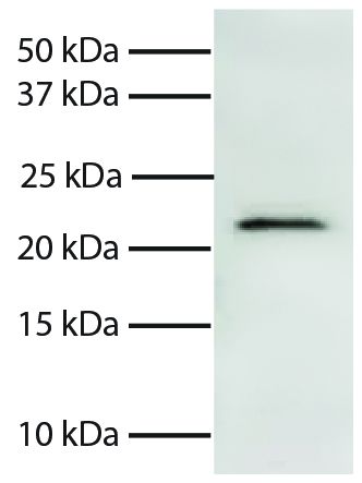 Total cell lysates from Jurkat cells were resolved by electrophoresis, transferred to PVDF membrane, and probed with Mouse Anti-Human Smac/DIABLO-UNLB (SB Cat. No. 11070-01).  Proteins were visualized using Goat Anti-Mouse IgG, Human ads-HRP (SB Cat. No. 1030-05) secondary antibody and chemiluminescent detection.