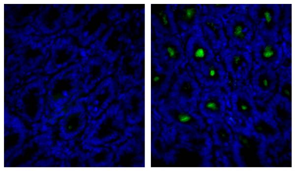 Frozen mouse intestine section was stained with Rat IgG<sub>1</sub>-UNLB isotype control (SB Cat. No. 0116-01; left) and Rat Anti-Mouse IgA-UNLB (SB Cat. No. 1165-01; right) followed by Mouse Anti-Rat IgG<sub>1</sub>-FITC (SB Cat. No. 3060-02) and DAPI.