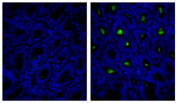 Frozen mouse intestine section was stained with Rat IgG<sub>1</sub>-UNLB isotype control (SB Cat. No. 0116-01; left) and Rat Anti-Mouse IgA-UNLB (SB Cat. No. 1165-01; right) followed by Mouse Anti-Rat IgG<sub>1</sub>-FITC (SB Cat. No. 3060-02) and DAPI.