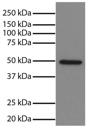 Total cell lysates from Jurkat cells were resolved by electrophoresis, transferred to PVDF membrane, and probed with Mouse Anti-GSK-3α-UNLB (SB Cat. No. 10905-01). Proteins were visualized using Goat Anti-Mouse IgG, Human ads-HRP (SB Cat. No. 1030-05) secondary antibody and chemiluminescent detection.