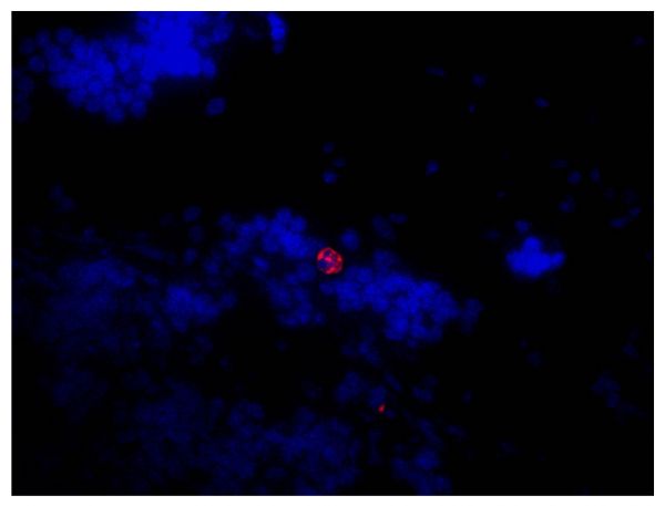 Frozen mouse lymph node section was stained with Goat Anti-Mouse Lambda-TRITC (SB Cat. No. 1060-03) followed by DAPI.