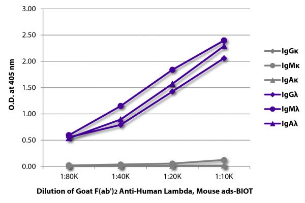 ELISA plate was coated with purified human IgGκ, IgMκ, IgAκ, IgGλ, IgMλ, and IgAλ.  Immunoglobulins were detected with serially diluted Goat F(ab')<sub>2</sub> Anti-Human Lambda, Mouse ads-BIOT (SB Cat. No. 2073-08) followed by Streptavidin-HRP (SB Cat. No. 7100-05).