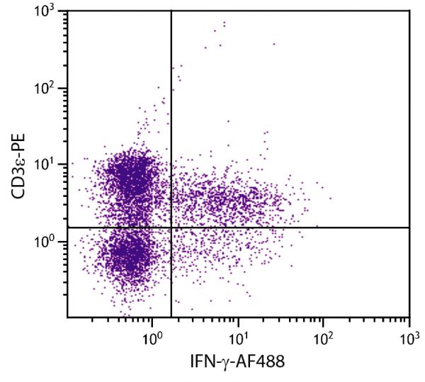 PMA and ionomycin stimulated BALB/c mouse splenocytes were stained with Rat Anti-Mouse CD3ε-PE (SB Cat. No. 1535-09) followed by intracellular staining with Rat Anti-Mouse IFN-γ-AF488 (SB Cat. No. 10240-30).