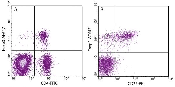 Fixed and permeabilized BALB/c splenocytes were stained with Rat Anti-Mouse Foxp3-AF647 (SB Cat. No. 12400-31), Rat Anti-Mouse CD4-FITC (SB Cat. No. 1540-02), and Rat Anti-Mouse CD25-PE (SB Cat. No. 1595-09).<br/>A - CD4 vs Foxp3 gated on small lymphocytes<br/>B - CD25 vs Foxp3 gated on CD4+ cells