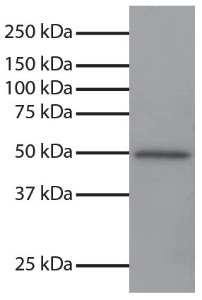 Total cell lysates from Jurkat cells were resolved by electrophoresis, transferred to PVDF membrane, and probed with Mouse Anti-GSK-3α-UNLB (SB Cat. No. 10900-01).  Proteins were visualized using Goat Anti-Mouse IgG, Human ads-HRP (SB Cat. No. 1030-05) secondary antibody and chemiluminescent detection.