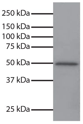 Total cell lysates from Jurkat cells were resolved by electrophoresis, transferred to PVDF membrane, and probed with Mouse Anti-GSK-3α-UNLB (SB Cat. No. 10900-01). Proteins were visualized using Goat Anti-Mouse IgG, Human ads-HRP (SB Cat. No. 1030-05) secondary antibody and chemiluminescent detection.