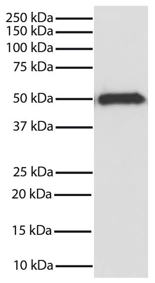 GSK3β was immunoprecipitated from total cell lysates from Jurkat cells with Mouse Anti-GSK-3β-SEPH (SB Cat. No. 10915-25). Immunoprecipitate was resolved by electrophoresis, transferred to PVDF membrane, and probed with Mouse Anti-GSK-3β-HRP (SB Cat. No. 10920-05). Proteins were visualized using chemiluminescent detection.