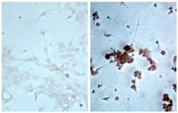 Non-infected and influenza A virus infected cell line was stained with Mouse Anti-Influenza A, Matrix Protein-HRP (SB Cat. No. 10730-05).