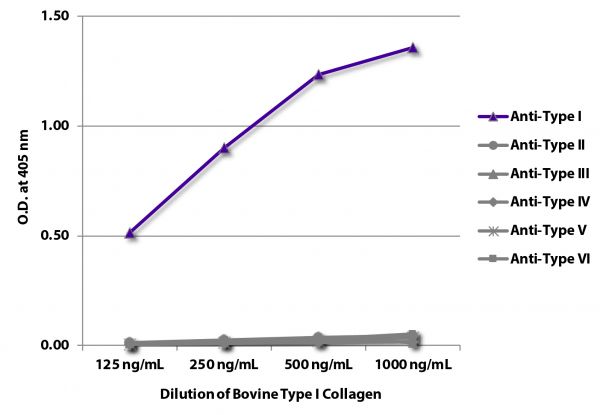 ELISA plate was coated with serially diluted Bovine Type I Collagen (SB Cat. No. 1200-02). Purified collagen was detected with Goat Anti-Type I Collagen-BIOT (SB Cat. No. 1310-08), Goat Anti-Type II Collagen-BIOT (SB Cat. No. 1320-08), Goat Anti-Type III Collagen-BIOT (SB Cat. No. 1330-08), Goat Anti-Type IV Collagen-BIOT (SB Cat. No. 1340-08), Goat Anti-Type V Collagen-BIOT (SB Cat. No. 1350-08), and Goat Anti-Type VI Collagen-BIOT (SB Cat. No. 1360-08) followed by Streptavidin-HRP (SB Cat. No. 7100-05).