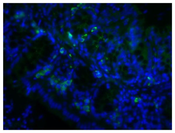 Paraffin embedded mouse small intestine tissue section was blocked with Normal Rabbit Serum (SB Cat. No. 0040-01) and stained with Goat Anti-Mouse IgA-UNLB (SB Cat. No. 1040-01) followed by Rabbit Anti-Goat IgG(H+L), Human SP ads-BIOT (SB Cat. No. 6164-08), Streptavidin-FITC (SB Cat. No. 7100-02), DAPI, and mounted with Fluoromount-G<sup>®</sup> Anti-Fade (SB Cat. No. 0100-35).