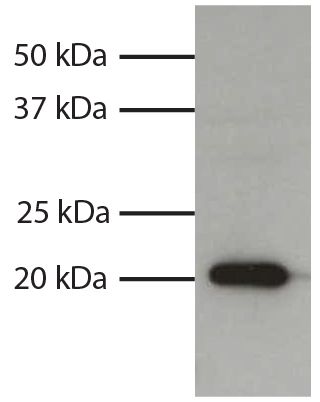 Total cell lysates from HL60 cells were resolved by electrophoresis, transferred to PVDF membrane, and probed with Mouse Anti-Human Bax-UNLB (SB Cat. No. 10055-01).  Proteins were visualized using Goat Anti-Mouse IgG<sub>1</sub>, Human ads-HRP (SB Cat. No. 1070-05) secondary antibody and chemiluminescent detection.