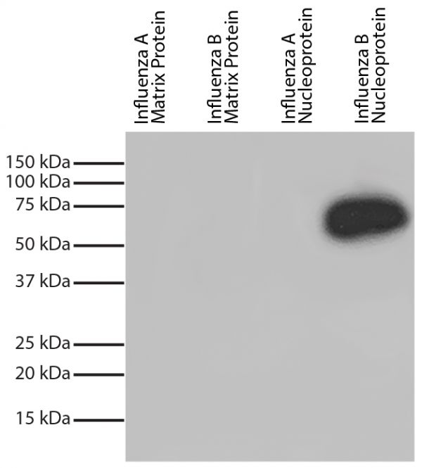 Recombinant influenza proteins were resolved by electrophoresis, transferred to PVDF membrane, and probed with Mouse Anti-Influenza B, Nucleoprotein-HRP (SB Cat. No. 10890-05).  Proteins were visualized with chemiluminescent detection.