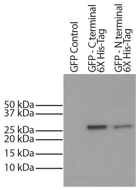 6X His-tag was immunoprecipitated from CHO-K1 cell lysates transfected with GFP - 6X His-tag with Mouse Anti-His-Tag-UNLB (SB Cat. No. 4603-01). Lysates were resolved by electrophoresis, transferred to PVDF membrane, probed with Mouse Anti-His-Tag-HRP (SB Cat. No. 4603-05), and visualized using chemiluminescent detection.