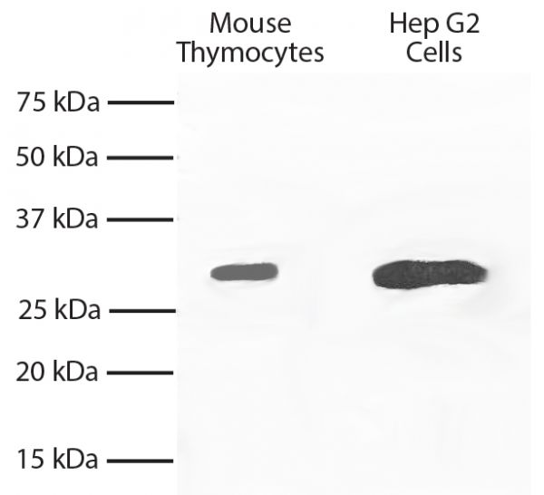 Total cell lysates from mouse thymocytes and Hep G2 cells were resolved by electrophoresis, transferred to PVDF membrane, and probed with Mouse Anti-Bcl-xL-UNLB (SB Cat. No. 10035-01).  Proteins were visualized using Goat Anti-Mouse IgG<sub>2a</sub>, Human ads-HRP (SB Cat. No. 1080-05) secondary antibody and chemiluminescent detection.
