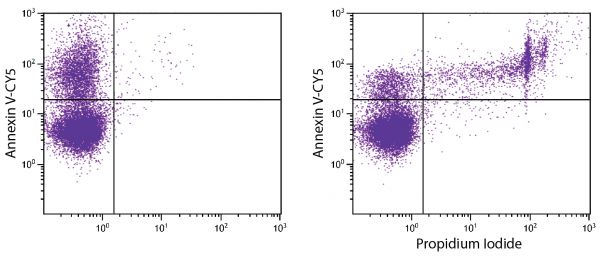 Day old BALB/c mouse bone marrow cells were stained with Annexin V-CY5 (SB Cat. No. 10040-15) with and without Propidium Iodide (SB Cat. No. 10044-01).