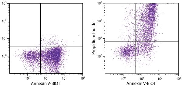 Day old BALB/c mouse splenocytes were stained with Annexin V-BIOT (SB Cat. No. 10039-08) with and without Propidium Iodide (SB Cat. No. 10044-01) followed by Streptavidin-FITC (SB Cat. No. 7100-02).