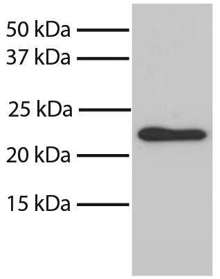 Total cell lysates from NIH/3T3 cells were resolved by electrophoresis, transferred to PVDF membrane, and probed with Mouse Anti-Bax-UNLB (SB Cat. No. 10060-01). Proteins were visualized using Goat Anti-Mouse IgG, Human ads-HRP (SB Cat. No. 1030-05) secondary antibody and chemiluminescent detection.