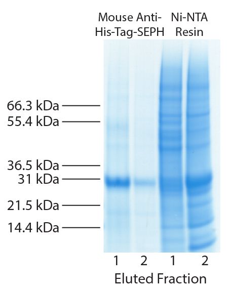 E. coli expressed His-tagged fusion protein was purified from equivalent amounts of the same sample using Mouse Anti-His-Tag-SEPH (SB Cat. No. 4603-25; left) and Ni-NTA resin (right).  Eluted fractions were concentrated and analyzed by SDS-PAGE.