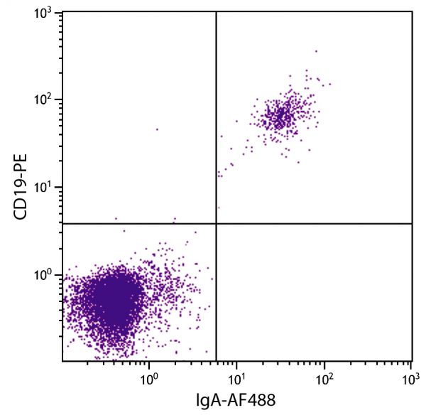 Human peripheral blood lymphocytes were stained with Human CD20 (rituximab) antibody (Isotype - Human IgA<sub>2</sub>) followed by Goat Anti-Human IgA-AF488 (SB Cat. No. 2050-30) and Mouse Anti-Human CD19-PE (SB Cat. No. 9340-09).