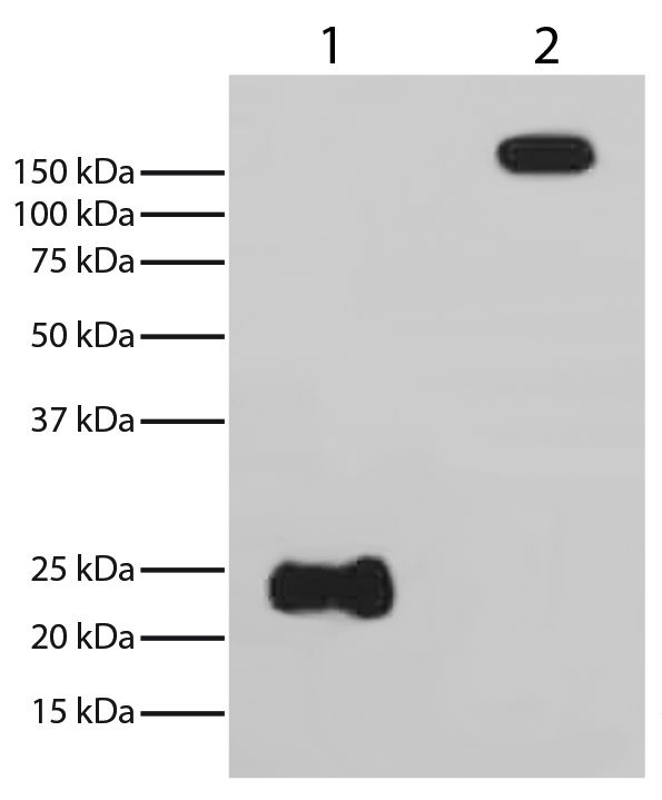 Reduced (Lane 1) and non-reduced rabbit IgG (Lane 2) was resolved by electrophoresis, transferred to PVDF membrane, and probed with Mouse Anti-Rabbit Light Chain-HRP (SB Cat. No. 4060-05).  Light chains were visualized using chemiluminescent detection.