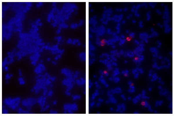 BALB/c mouse splenocytes were stained with Goat IgG-TXRD isotype control (SB Cat. No. 0109-07; left) and Goat Anti-Mouse IgM, Human ads-TXRD (SB Cat. No. 1020-07; right).