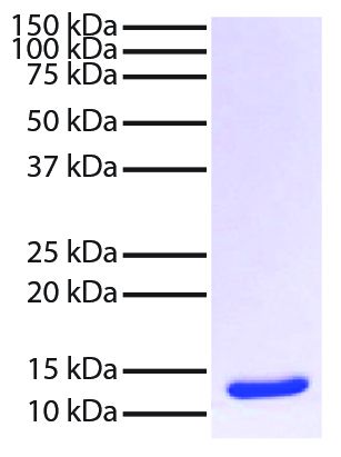 Streptavidin-UNLB (SB Cat. No. 7105-01S) was reduced and resolved by electrophoresis.