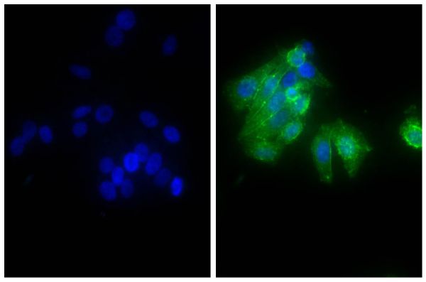 Alexa Fluor 488 Goat Anti-Mouse IgG, Human Adsorbed | SouthernBiotech