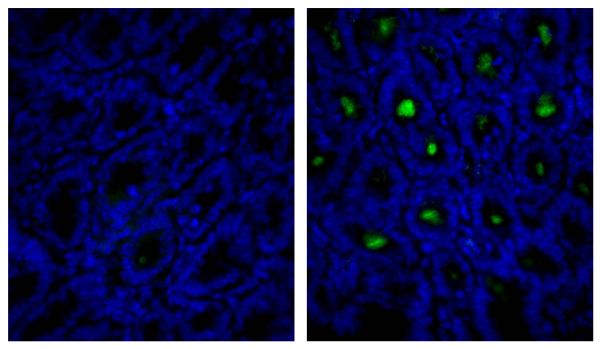 Frozen mouse intestine section was stained with Rat IgG<sub>1</sub>-UNLB isotype control (SB Cat. No. 0116-01; left) and Rat Anti-Mouse IgA-UNLB (SB Cat. No. 1165-01; right) followed by Mouse Anti-Rat IgG<sub>1</sub>-FITC (SB Cat. No. 3060-02) and DAPI.