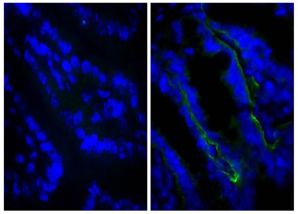 Frozen BALB/c mouse intestine tissue was stained with Rat IgG<sub>2a</sub>-UNLB isotype control (SB Cat. No. 0117-01; left) and Rat Anti-Mouse CD104-UNLB (SB Cat. No. 1855-01; right) followed by Goat Anti-Rat IgG(H+L), Mouse ads-BIOT (SB Cat. No. 3050-08), Streptavidin-FITC (SB Cat. No. 7100-02), and DAPI.