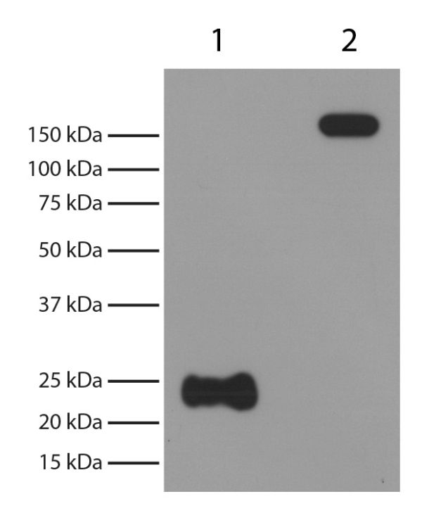 Reduced (Lane 1) and non-reduced rabbit IgG (Lane 2) was resolved by electrophoresis, transferred to PVDF membrane, and probed with Mouse Anti-Rabbit Light Chain-HRP (SB Cat. No. 4060-05).  Light chains were visualized using chemiluminescent detection.