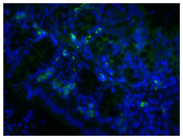 Paraffin embedded mouse small intestine tissue section was blocked with Normal Rabbit Serum (SB Cat. No. 0040-01) and stained with Goat Anti-Mouse IgA-UNLB (SB Cat. No. 1040-01) followed by Rabbit Anti-Goat IgG(H+L), Human SP ads-BIOT (SB Cat. No. 6164-08), Streptavidin-FITC (SB Cat. No. 7100-02), DAPI, and mounted with Fluoromount-G<sup>&reg;</sup> Anti-Fade (SB Cat. No. 0100-35).