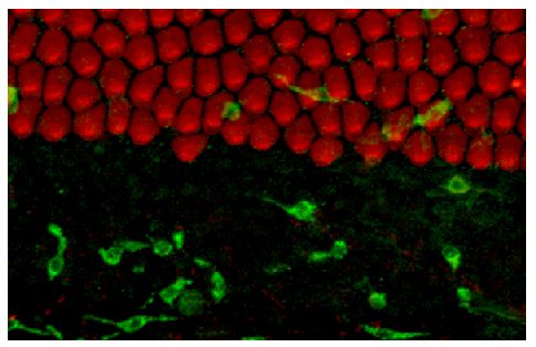 Normal chick cochlea was stained with phalloidin conjugated to AF546 and Mouse Anti-Chicken Monocyte/Macrophage-UNLB (SB Cat. No. 8420-01) followed by an AF488 secondary antibody.<br/>Image from Warchol ME, Schwendener RA, Hirose K. Depletion of resident macrophages does not alter sensory regeneration in the avian cochlea. PLoS One. 2012;7(12):e51574. Figure 1(b)<br/>Reproduced under the Creative Commons Attribution License