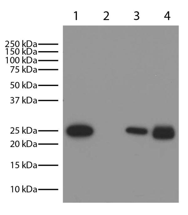 Lane 1 - Mouse IgG<sub>1</sub>κ<br/>Lane 2 - Mouse IgG<sub>2a</sub>λ<br/>Lane 3 - Mouse IgG<sub>2b</sub>κ<br/>Lane 4 - Mouse IgG<br/>Mouse immunoglobulins above were resolved by electrophoresis under reducing conditions, transferred to PVDF membrane, and probed with Goat Anti-Mouse Kappa-HRP (SB Cat. No. 1050-05; 1:4K).  Proteins were visualized using chemiluminescent detection. 
