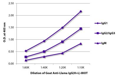 ELISA plate was coated with purified llama IgG<sub>1</sub>, IgG<sub>2</sub>/IgG<sub>3</sub>, and IgM. Immunoglobulins were detected with Goat Anti-Llama IgG(H+L)-BIOT (SB Cat. No. 6045-08) followed by Streptavidin-HRP (SB Cat. No. 7105-05).