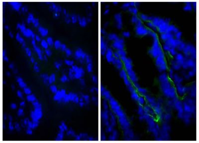 Frozen BALB/c mouse intestine tissue was stained with Rat IgG<sub>2a</sub>-UNLB isotype control (SB Cat. No. 0117-01; left) and Rat Anti-Mouse CD104-UNLB (SB Cat. No. 1855-01; right) followed by Goat Anti-Rat IgG(H+L), Mouse ads-BIOT (SB Cat. No. 3050-08), Streptavidin-FITC (SB Cat. No. 7100-02), and DAPI.