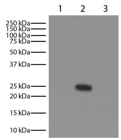 Lane 1 - Mouse IgG<sub>1</sub>κ<br/>Lane 2 - Mouse IgG<sub>2a</sub>λ<br/>Lane 3 - Mouse IgG<sub>2b</sub>κ<br/>Mouse immunoglobulins above were resolved by electrophoresis under reducing conditions, transferred to PVDF membrane, and probed with Goat Anti-Mouse Lambda-HRP (SB Cat. No. 1060-05; 1:4K). Proteins were visualized using chemiluminescent detection.