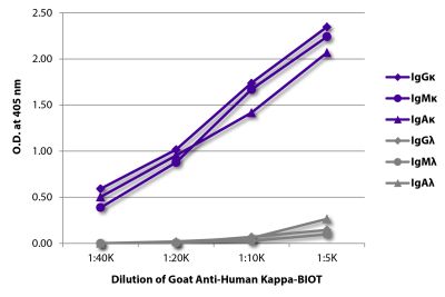 ELISA plate was coated with purified human IgGκ, IgMκ, IgAκ, IgGλ, IgMλ, and IgAλ. Immunoglobulins were detected with serially diluted Goat Anti-Human Kappa-BIOT (SB Cat. No. 2060-08) followed by Streptavidin-HRP (SB Cat. No. 7100-05).