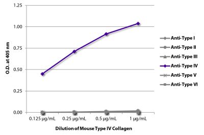 ELISA plate was coated with serially diluted Mouse Type IV Collagen (SB Cat. No. 1250-04S). Purified collagen was detected with Goat Anti-Type I Collagen-BIOT (SB Cat. No. 1310-08), Goat Anti-Type II Collagen-BIOT (SB Cat. No. 1320-08), Goat Anti-Type III Collagen-BIOT (SB Cat. No. 1330-08), Goat Anti-Type IV Collagen-BIOT (SB Cat. No. 1340-08), Goat Anti-Type V Collagen-BIOT (SB Cat. No. 1350-08), and Goat Anti-Type VI Collagen-BIOT (SB Cat. No. 1360-08) followed by Streptavidin-HRP (SB Cat. No. 7100-05).