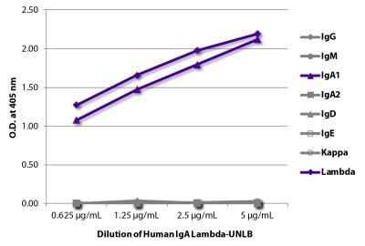 ELISA plate was coated with serially diluted Human IgA Lambda-UNLB (SB Cat. No. 0155L-01). Immunoglobulin was detected with Mouse Anti-Human IgG-BIOT (SB Cat. No. 9040-08), Mouse Anti-Human IgM-BIOT (SB Cat. No. 9020-08), Mouse Anti-Human IgA<sub>1</sub>-BIOT (SB Cat. No. 9130-08), Mouse Anti-Human IgA<sub>2</sub>-BIOT (SB Cat. No. 9140-08), Mouse Anti-Human IgD-BIOT (SB Cat. No. 9030-08), Mouse Anti-Human IgE Fc-BIOT (SB Cat. No. 9160-08), Mouse Anti-Human Kappa-BIOT (SB Cat. No. 9230-08), and Mouse Anti-Human Lambda-BIOT (SB Cat. No. 9180-08) followed by Streptavidin-HRP (SB Cat. No. 7100-05) and quantified.
