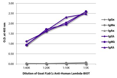 ELISA plate was coated with purified human IgGκ, IgMκ, IgAκ, IgGλ, IgMλ, and IgAλ. Immunoglobulins were detected with serially diluted Goat F(ab')<sub>2</sub> Anti-Human Lambda-BIOT (SB Cat. No. 2072-08) followed by Streptavidin-HRP (SB Cat. No. 7100-05).