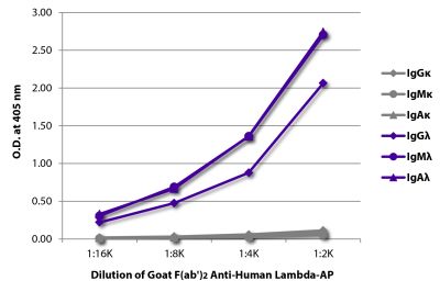 ELISA plate was coated with purified human IgGκ, IgMκ, IgAκ, IgGλ, IgMλ, and IgAλ. Immunoglobulins were detected with serially diluted Goat F(ab')<sub>2</sub> Anti-Human Lambda-AP (SB Cat. No. 2072-04).