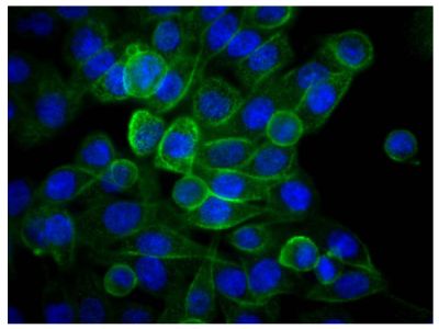 Human pancreatic carcinoma cell line MIA PaCa-2 was stained with Mouse Anti-Human CD44-UNLB (SB Cat. No. 9400-01) followed by Donkey Anti-Mouse IgG(H+L), Human SP ads-FITC (SB Cat. No. 6410-02) and DAPI.